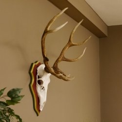 Roodhertengewei 6 eindhert hoogte 59 cm hertengewei gewei gesneden trofeeplaat 70.1031