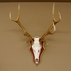 Roodhertengewei 6 eindhert hoogte 59 cm hertengewei gewei gesneden trofeeplaat 70.1031