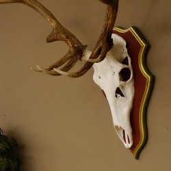 Roodhertengewei 6 eindhert hoogte 59 cm hertengewei gewei gesneden trofeeplaat 70.1031