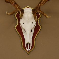 Roodhertengewei 6 eindhert hoogte 59 cm hertengewei gewei gesneden trofeeplaat 70.1031