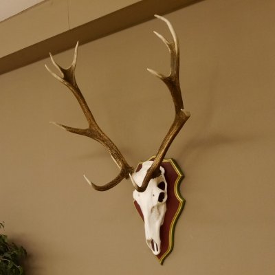 Roodhertengewei 6 eindhert hoogte 59 cm hertengewei gewei gesneden trofeeplaat 70.1031