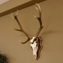 Roodhertengewei 6 eindhert hoogte 59 cm hertengewei gewei...