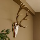 Roodhertengewei 6 eindhert hoogte 59 cm hertengewei gewei...