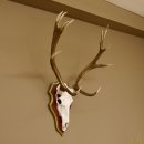 Roodhertengewei 6 eindhert hoogte 59 cm hertengewei gewei gesneden trofeeplaat 70.1031