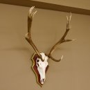 Roodhertengewei 6 eindhert hoogte 59 cm hertengewei gewei gesneden trofeeplaat 70.1031