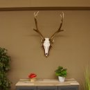 Roodhertengewei 6 eindhert hoogte 59 cm hertengewei gewei gesneden trofeeplaat 70.1031