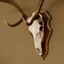 Roodhertengewei 6 eindhert hoogte 59 cm hertengewei gewei gesneden trofeeplaat 70.1031