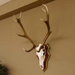 Roodhertengewei 6 eindhert hoogte 59 cm hertengewei gewei gesneden trofeeplaat 70.1031