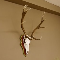 Roodhertengewei 6 eindhert hoogte 59 cm hertengewei gewei gesneden trofeeplaat 70.1031