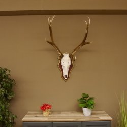 Roodhertengewei 6 eindhert hoogte 59 cm hertengewei gewei gesneden trofeeplaat 70.1031