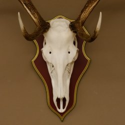 Roodhertengewei 6 eindhert hoogte 59 cm hertengewei gewei gesneden trofeeplaat 70.1031