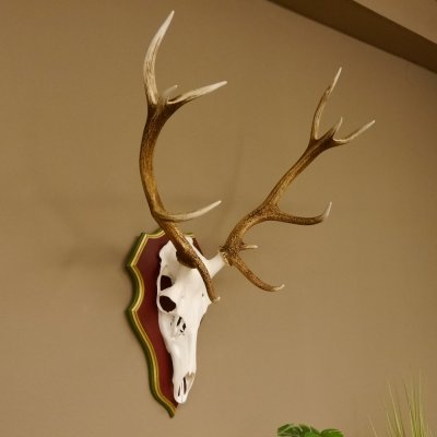 Red deer antlers 6-point stag Height 59 cm Deer antlers Carved trophy plaque 70.1031