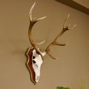 Roodhertengewei 6 eindhert hoogte 59 cm hertengewei gewei...