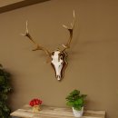 Red deer antlers 6-point stag Height 59 cm Deer antlers Carved trophy plaque 70.1031