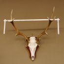Red deer antlers 6-point stag Height 59 cm Deer antlers Carved trophy plaque 70.1031