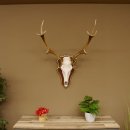 Red deer antlers 6-point stag Height 59 cm Deer antlers Carved trophy plaque 70.1031