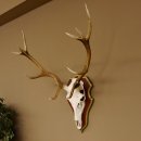Red deer antlers 6-point stag Height 59 cm Deer antlers Carved trophy plaque 70.1031