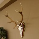Red deer antlers 6-point stag Height 59 cm Deer antlers Carved trophy plaque 70.1031