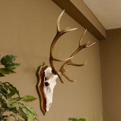Red deer antlers 6-point stag Height 59 cm Deer antlers Carved trophy plaque 70.1031