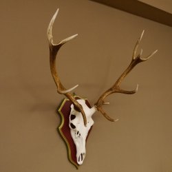 Red deer antlers 6-point stag Height 59 cm Deer antlers Carved trophy plaque 70.1031