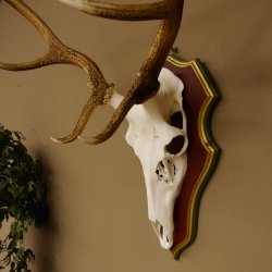 Red deer antlers 6-point stag Height 59 cm Deer antlers Carved trophy plaque 70.1031