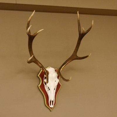 Cuernos de ciervo rojo 6 puntas Altura 59 cm Cuernos de ciervo Cuernos tallados con placa de trofeo 70.1031