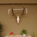 Cuernos de ciervo rojo 6 puntas Altura 59 cm Cuernos de ciervo Cuernos tallados con placa de trofeo 70.1031