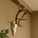 Roodhertengewei 6 eindhert hoogte 59 cm hertengewei gewei...