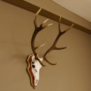 Cuernos de ciervo rojo 6 puntas Altura 59 cm Cuernos de ciervo Cuernos tallados con placa de trofeo 70.1031