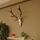 Cuernos de ciervo rojo 6 puntas Altura 59 cm Cuernos de ciervo Cuernos tallados con placa de trofeo 70.1031