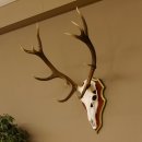 Cuernos de ciervo rojo 6 puntas Altura 59 cm Cuernos de ciervo Cuernos tallados con placa de trofeo 70.1031