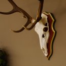 Cuernos de ciervo rojo 6 puntas Altura 59 cm Cuernos de ciervo Cuernos tallados con placa de trofeo 70.1031