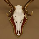 Cuernos de ciervo rojo 6 puntas Altura 59 cm Cuernos de ciervo Cuernos tallados con placa de trofeo 70.1031