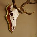 Cuernos de ciervo rojo 6 puntas Altura 59 cm Cuernos de ciervo Cuernos tallados con placa de trofeo 70.1031