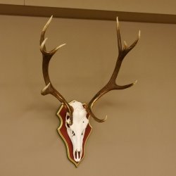 Cuernos de ciervo rojo 6 puntas Altura 59 cm Cuernos de ciervo Cuernos tallados con placa de trofeo 70.1031