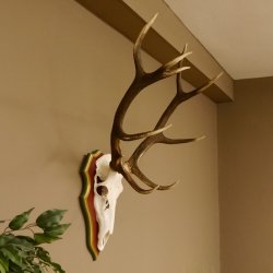 Cuernos de ciervo rojo 6 puntas Altura 59 cm Cuernos de ciervo Cuernos tallados con placa de trofeo 70.1031