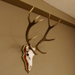 Cuernos de ciervo rojo 6 puntas Altura 59 cm Cuernos de ciervo Cuernos tallados con placa de trofeo 70.1031