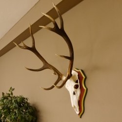 Cuernos de ciervo rojo 6 puntas Altura 59 cm Cuernos de ciervo Cuernos tallados con placa de trofeo 70.1031