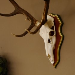 Cuernos de ciervo rojo 6 puntas Altura 59 cm Cuernos de ciervo Cuernos tallados con placa de trofeo 70.1031