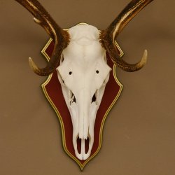 Cuernos de ciervo rojo 6 puntas Altura 59 cm Cuernos de ciervo Cuernos tallados con placa de trofeo 70.1031