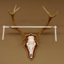 Red deer antlers 6-point stag Height 59 cm Deer antlers Carved trophy plaque 70.1031