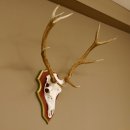 Red deer antlers 6-point stag Height 59 cm Deer antlers Carved trophy plaque 70.1031