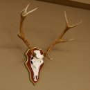 Red deer antlers 6-point stag Height 59 cm Deer antlers Carved trophy plaque 70.1031