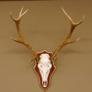 Red deer antlers 6-point stag Height 59 cm Deer antlers Carved trophy plaque 70.1031