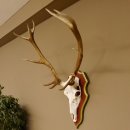 Red deer antlers 6-point stag Height 59 cm Deer antlers Carved trophy plaque 70.1031