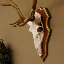 Red deer antlers 6-point stag Height 59 cm Deer antlers Carved trophy plaque 70.1031