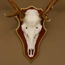 Red deer antlers 6-point stag Height 59 cm Deer antlers Carved trophy plaque 70.1031
