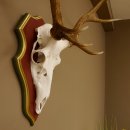 Red deer antlers 6-point stag Height 59 cm Deer antlers Carved trophy plaque 70.1031