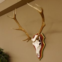 Red deer antlers 6-point stag Height 59 cm Deer antlers Carved trophy plaque 70.1031