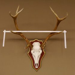Red deer antlers 6-point stag Height 59 cm Deer antlers Carved trophy plaque 70.1031